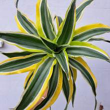 Load image into Gallery viewer, Dracaena fragrans &#39;Lemon Surprise&#39; 14cm pot | House plant
