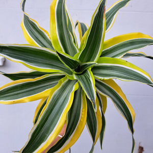 Dracaena fragrans 'Lemon Surprise' 14cm pot | House plant