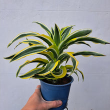 Load image into Gallery viewer, Dracaena fragrans &#39;Lemon Surprise&#39; 14cm pot | House plant
