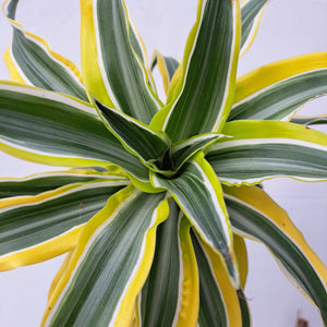 Dracaena fragrans 'Lemon Surprise' 14cm pot | House plant