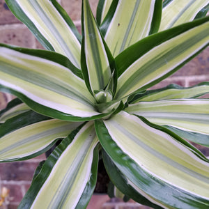 Dracaena fragrans 'Malaika' 14cm pot | House plant