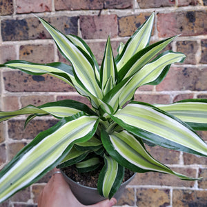 Dracaena fragrans 'Malaika' 14cm pot | House plant