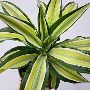 Dracaena fragrans 'Malaika' 14cm pot | House plant