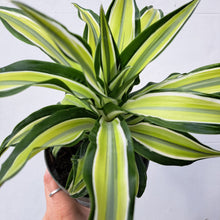 Load image into Gallery viewer, Dracaena fragrans &#39;Malaika&#39; 14cm pot | House plant
