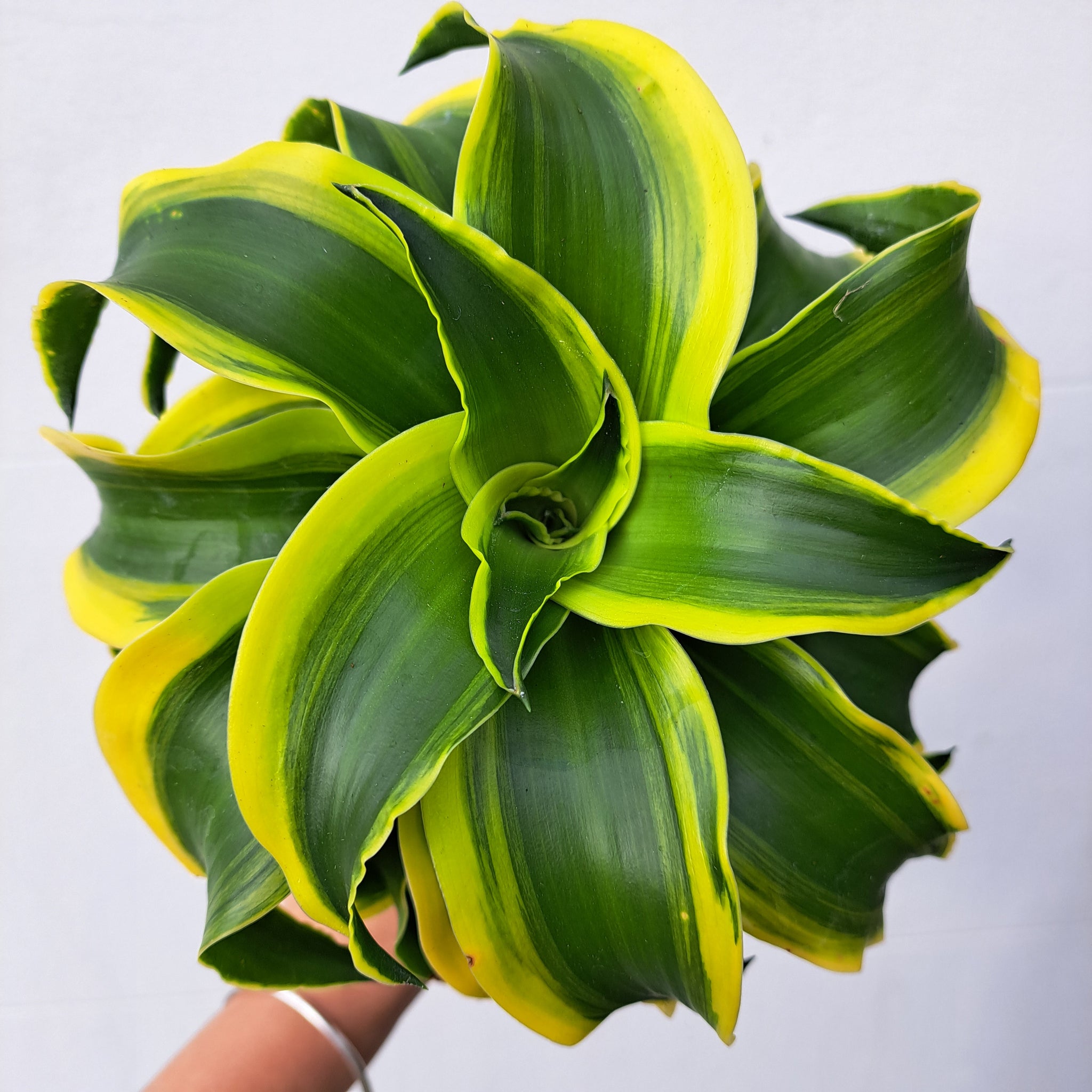 dracaena fragrans twister Dracaena fragrans 'Tornado' 14cm pot