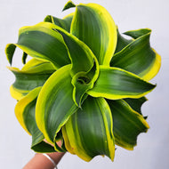 Dracaena fragrans 'Tornado' 14cm pot | House plant