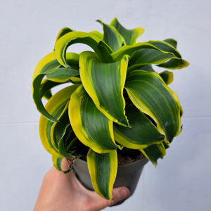 Dracaena fragrans 'Tornado' 14cm pot | House plant