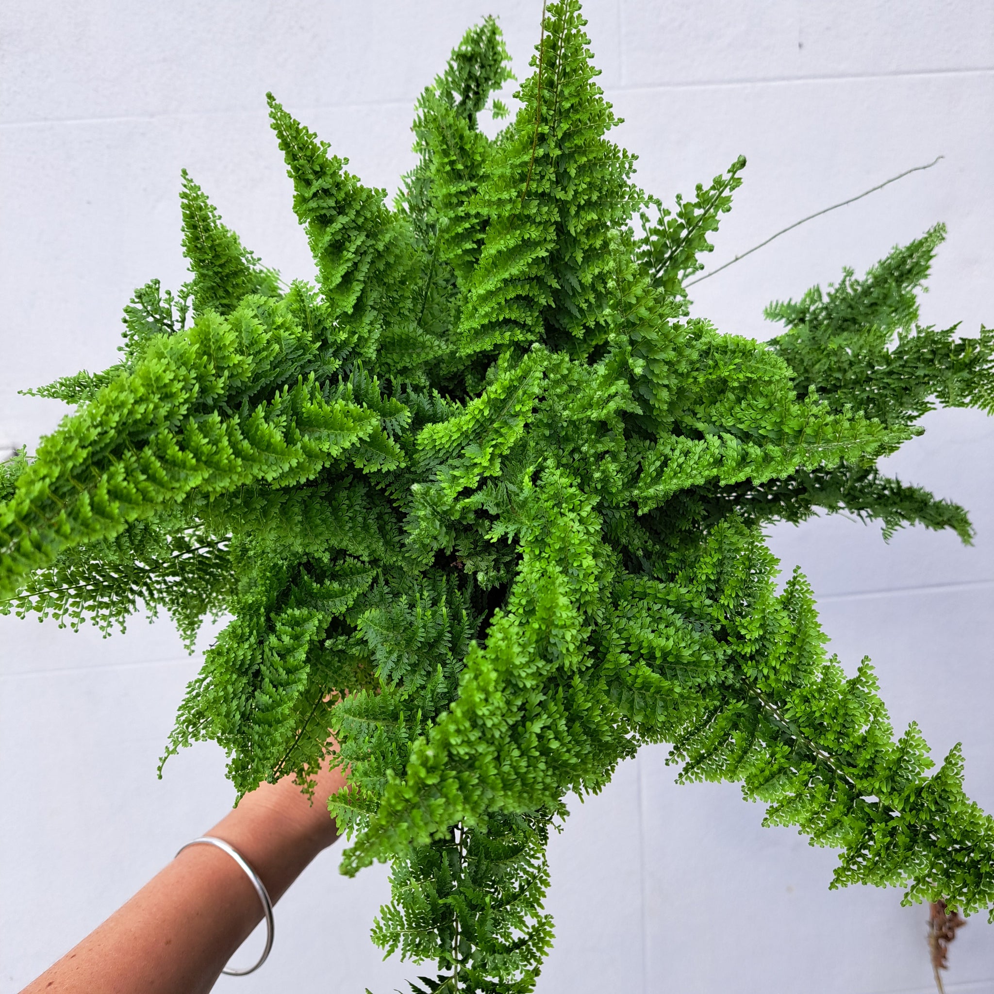 nephrolepis indoor plant Nephrolepis exaltata 'Cotton Candy' 14cm pot