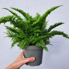 Load image into Gallery viewer, Nephrolepis exaltata &#39;Cotton Candy&#39; 14cm pot | House plant
