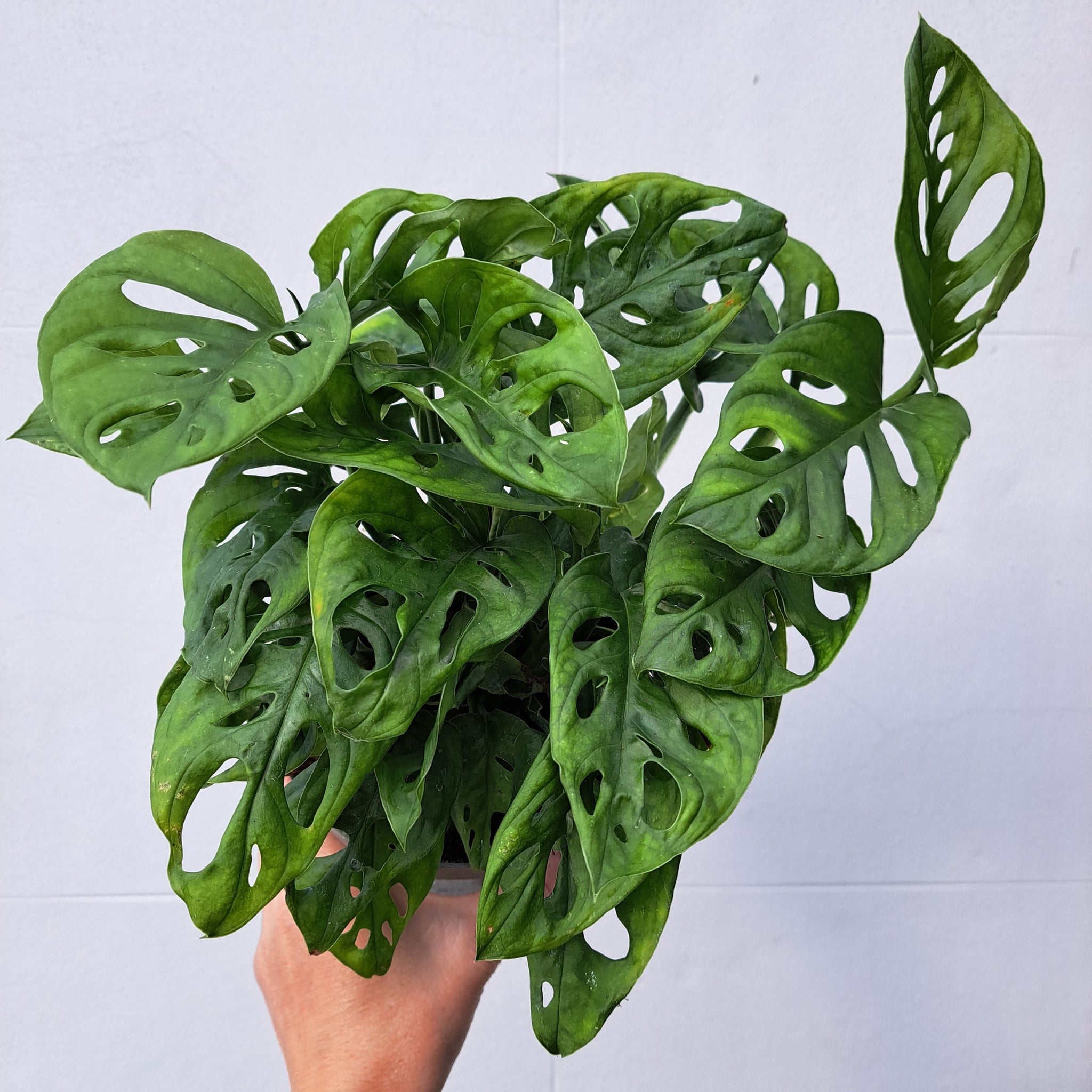 monstera adansonii vs monkey mask Monstera Adansonii "Monkey mask" 14cm pot