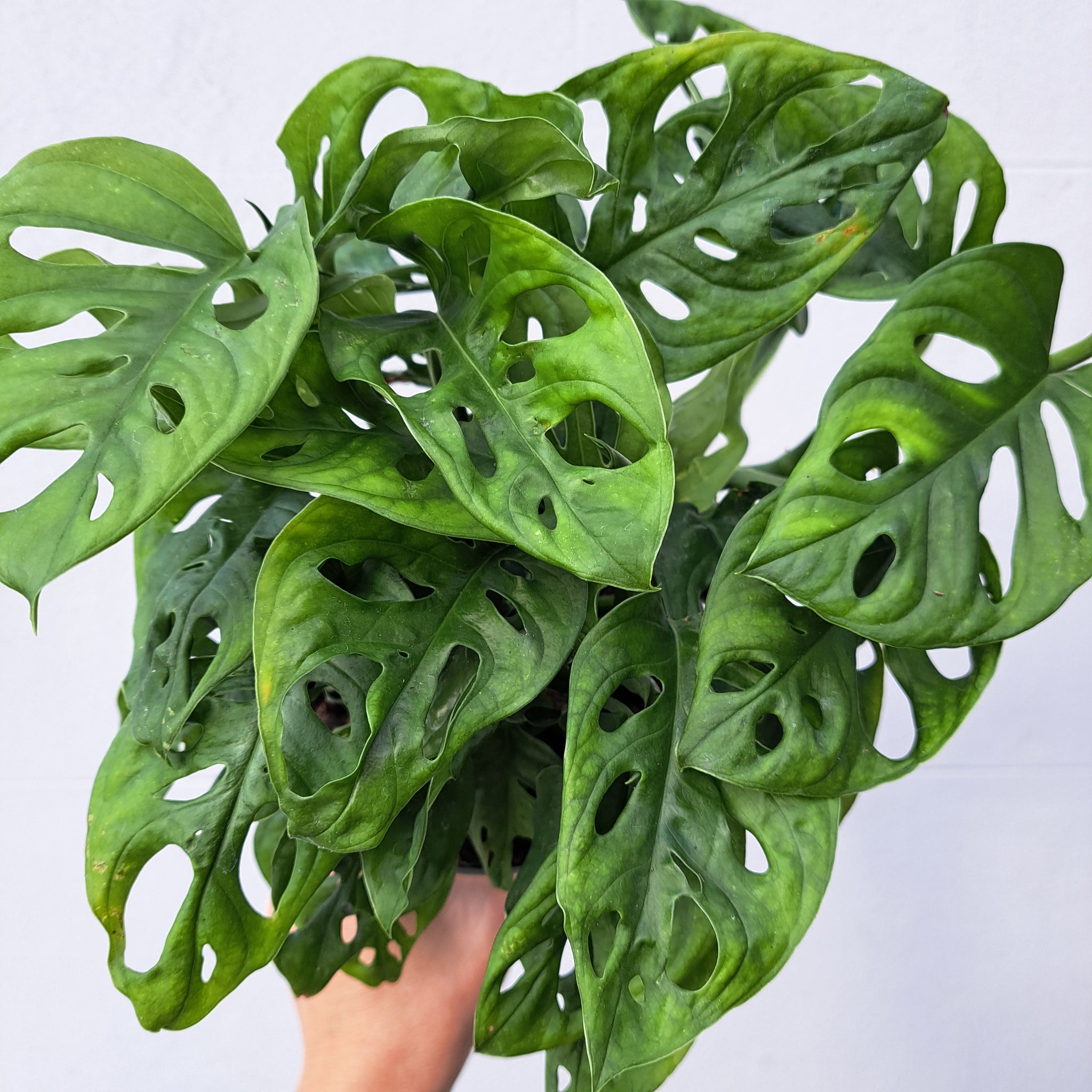 monkey mask plant vs swiss cheese Monstera Adansonii "Monkey mask" 14cm pot
