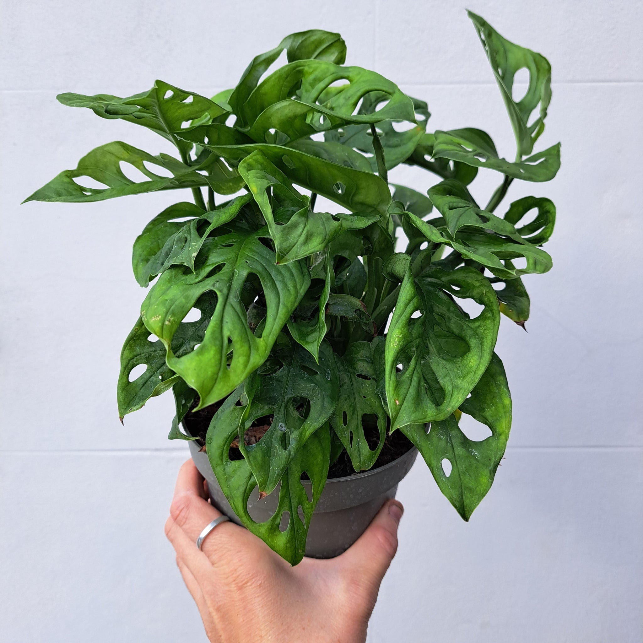 25 40cm monstera adansonii monkey mask 11cm pot house plant Monstera Adansonii "Monkey mask" 14cm pot