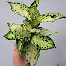 Load image into Gallery viewer, Dieffenbachia Maculata &#39;Amy&#39; (leopard lily) 14cm pot | House plant
