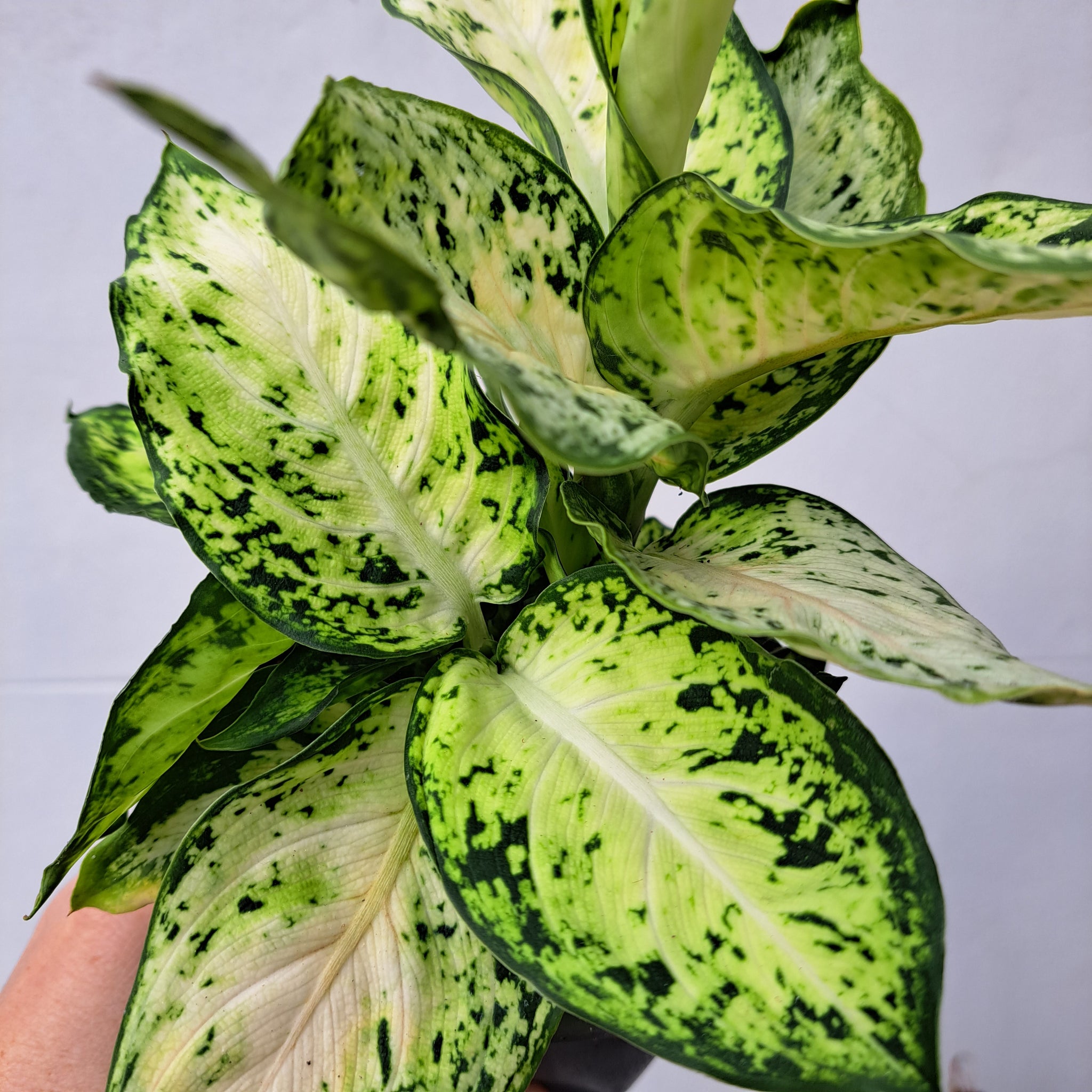 dieffenbachia maculata. Dieffenbachia Maculata 'Amy' (leopard lily) 14cm pot