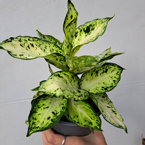 Dieffenbachia Maculata 'Amy' (leopard lily) 14cm pot | House plant