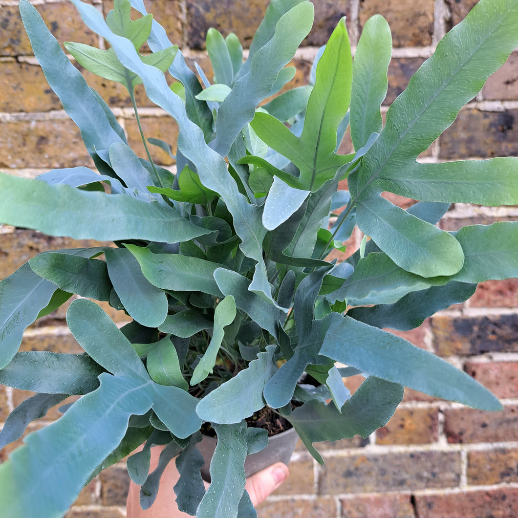 Phlebodium Aureum 'Blue Star Fern' 14cm pot | House plant