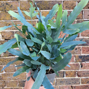 Phlebodium Aureum 'Blue Star Fern' 14cm pot | House plant