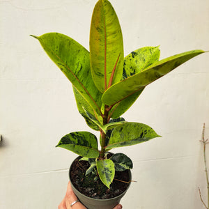 Ficus elastica 'Schrijveriana' (rubber plant) 14cm pot | House plant