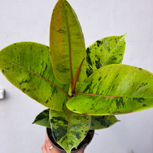 Ficus elastica 'Schrijveriana' (rubber plant) 14cm pot | House plant
