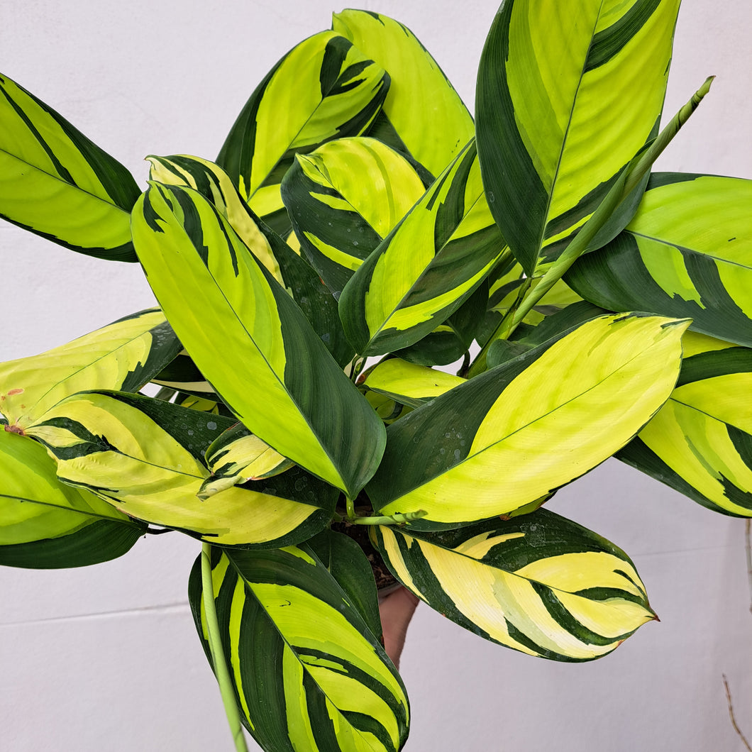 mosaic house plant Ctenanthe Pilosa Golden Mosaic 14cm pot
