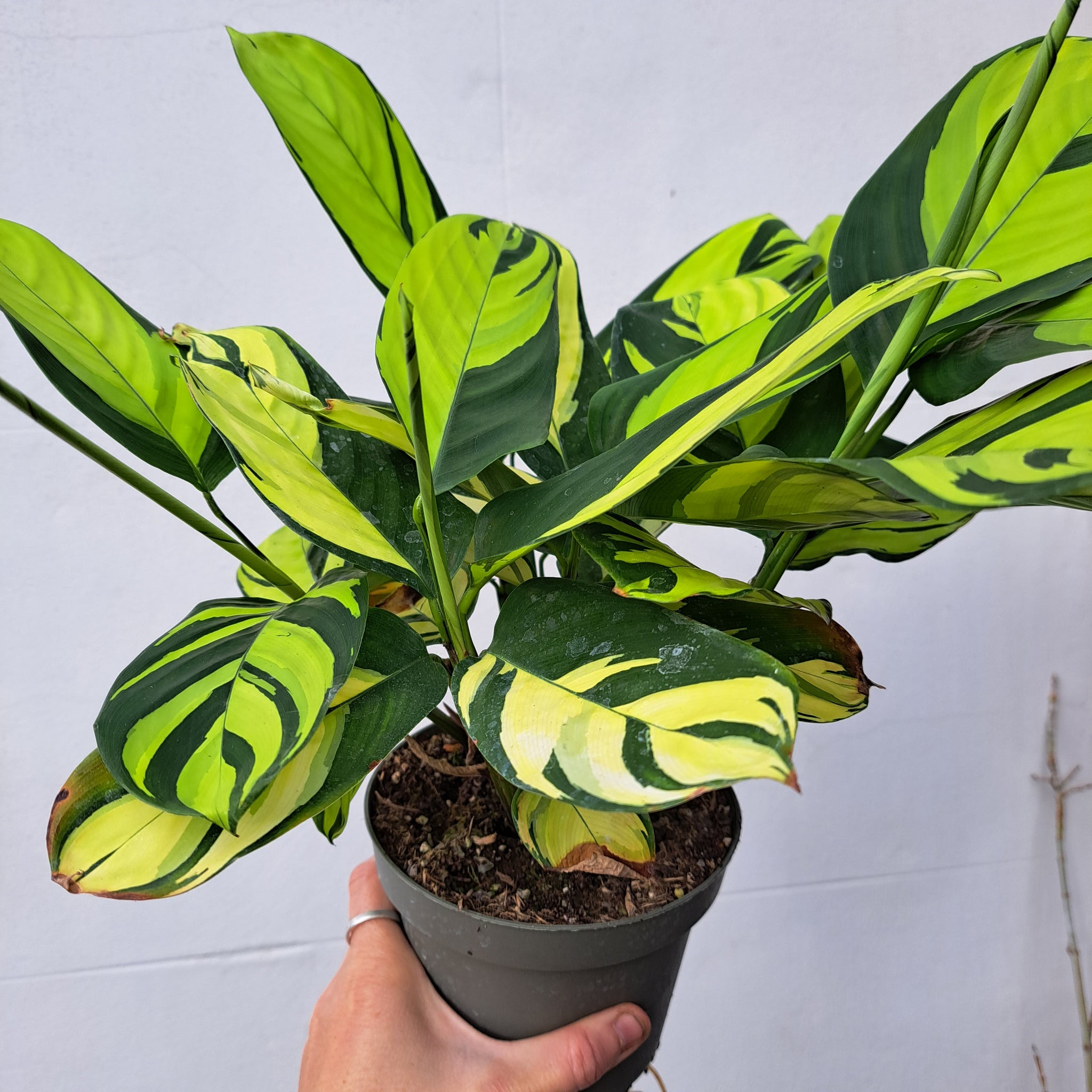 mosaic house plant Ctenanthe Pilosa Golden Mosaic 14cm pot