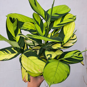 mosaic house plant Ctenanthe Pilosa Golden Mosaic 14cm pot