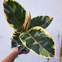 Load image into Gallery viewer, Ficus Elastica Tineke (rubber plant) 14cm pot | House plant
