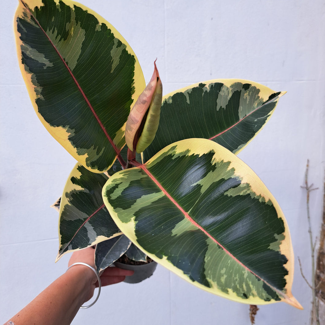Ficus Elastica Tineke (rubber plant) 14cm pot | House plant