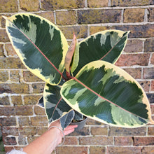 Load image into Gallery viewer, Ficus Elastica Tineke (rubber plant) 14cm pot | House plant
