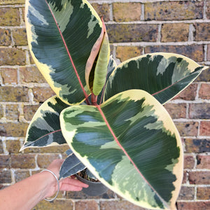 Ficus Elastica Tineke (rubber plant) 14cm pot | House plant