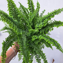 Load image into Gallery viewer, Nephrolepis exaltata &#39;Fluffy Ruffles&#39; 14cm pot | House plant
