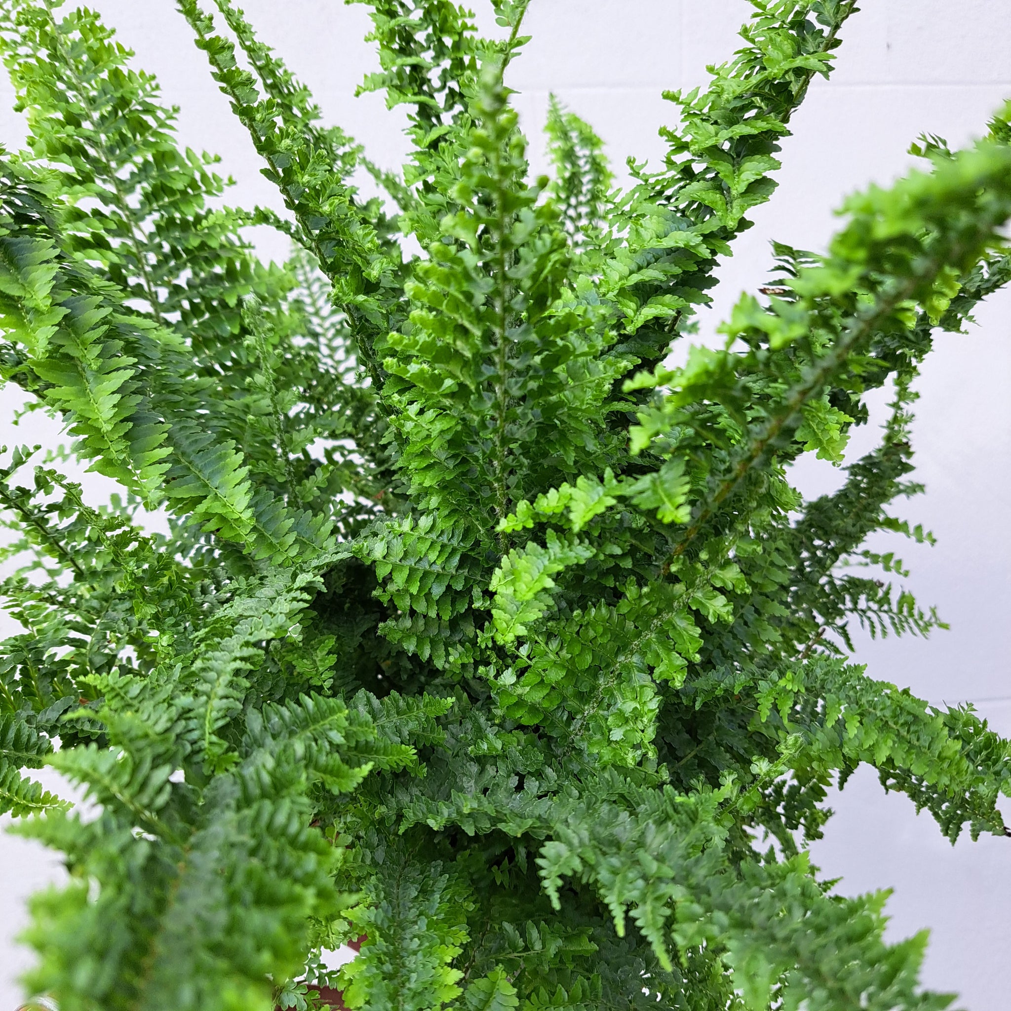 fluffy house plant Nephrolepis exaltata 'Fluffy Ruffles' 14cm pot