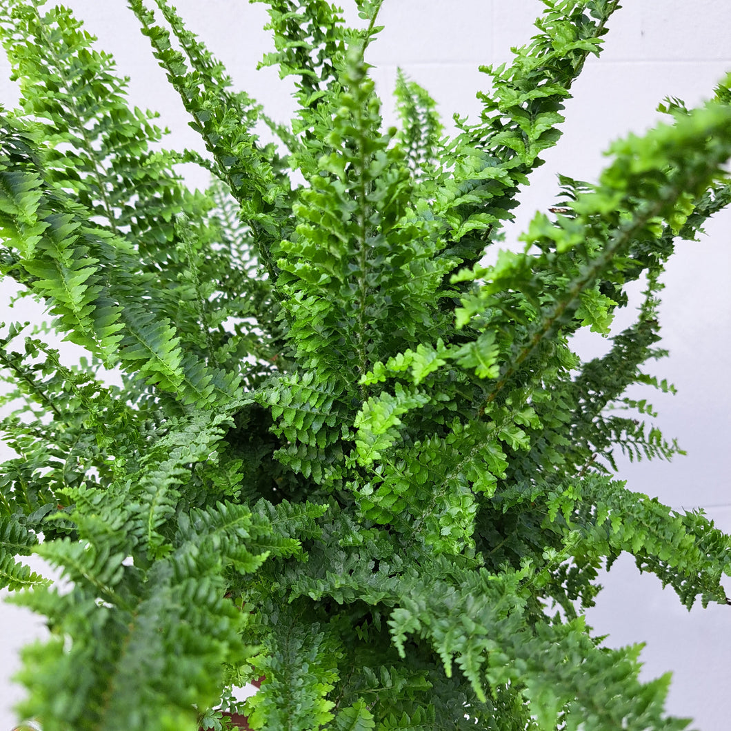 nephrolepis indoor plant Nephrolepis exaltata 'Fluffy Ruffles' 14cm pot
