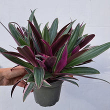 Load image into Gallery viewer, Rhoeo spathacea Discolor (Tradescanthia) 14cm pot | House plant
