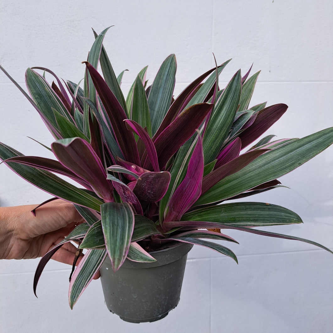 rhoeo indoor plant Rhoeo spathacea Discolor (Tradescanthia) 14cm pot