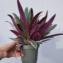 Load image into Gallery viewer, Rhoeo spathacea Discolor (Tradescanthia) 14cm pot | House plant
