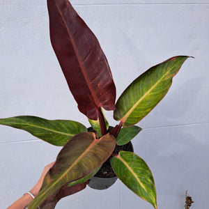Philodendron 'Red Sun' 14cm pot | House plant