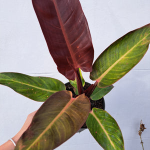 Philodendron 'Red Sun' 14cm pot | House plant