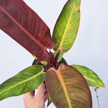 Load image into Gallery viewer, Philodendron &#39;Red Sun&#39; 14cm pot | House plant
