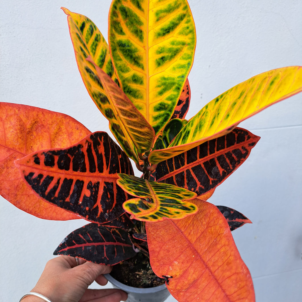 petra house plant Codiaeum variegatum 'Petra' (Croton) 14cm pot