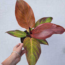Load image into Gallery viewer, Philodendron &#39;Prince of Orange&#39; 14cm pot | House plant
