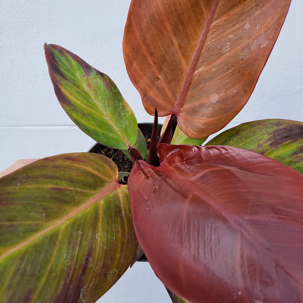Philodendron 'Prince of Orange' 14cm pot | House plant