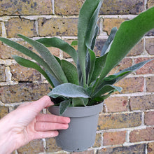 Load image into Gallery viewer, Platycerium bifurcatum Staghorn Fern 14cm pot | House plant
