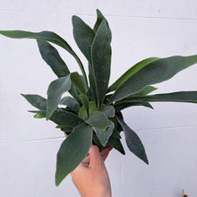 Load image into Gallery viewer, Platycerium bifurcatum Staghorn Fern 14cm pot | House plant
