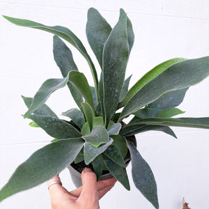 Platycerium bifurcatum Staghorn Fern 14cm pot | House plant