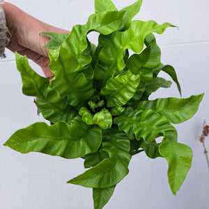 Asplenium nidus 'Crispy Wave' 14cm pot | House plant