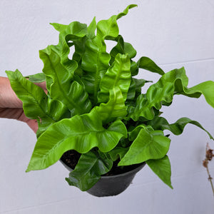 Asplenium nidus 'Crispy Wave' 14cm pot | House plant