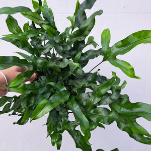 Microsorum Pteropus 14cm pot | House plant