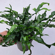 Microsorum Pteropus 14cm pot | House plant