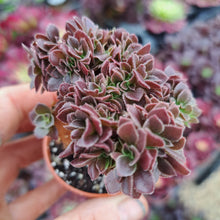 Load image into Gallery viewer, Aeonium arboreum BLUSHING BEAUTY  [Cristate form]
